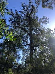 Cadellia pentastylis