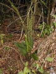 Eltroplectris triloba