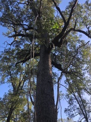 Cadellia pentastylis