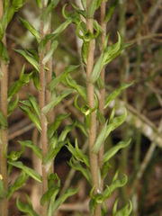 Eltroplectris triloba