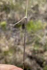 Dichanthelium leucothrix