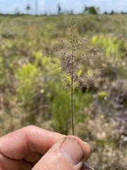 Dichanthelium leucothrix