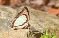 Polyura jalysus