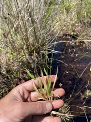 Dichanthelium curtifolium