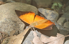 Charaxes bernardus