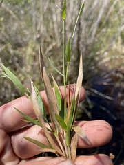 Dichanthelium curtifolium