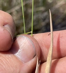 Dichanthelium curtifolium