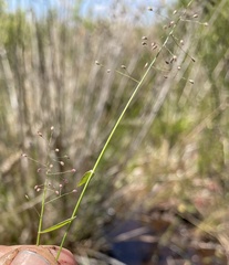 Dichanthelium curtifolium
