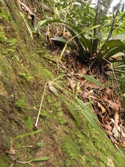 Octomeria tricolor