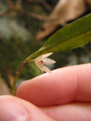 Octomeria tricolor