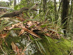 Octomeria tricolor