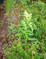 Koenigia tripterocarpa