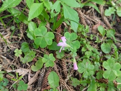 Oxalis debilis