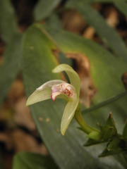 Psilochilus modestus