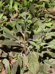 Thyrocarpus glochidiatus