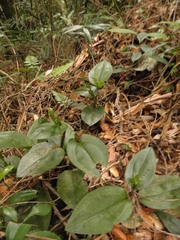 Psilochilus modestus