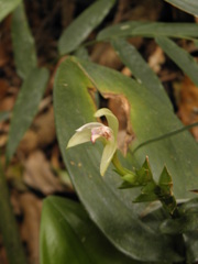 Psilochilus modestus