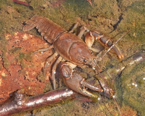 Eastern Crayfish, photo 4 of 8