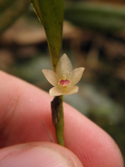 Octomeria tricolor