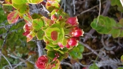 Vaccinium dentatum