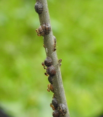 Parthenolecanium quercifex