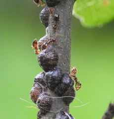 Parthenolecanium quercifex