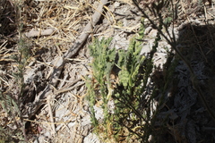 Oligomeris linifolia