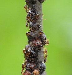 Parthenolecanium quercifex