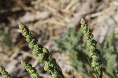 Oligomeris linifolia