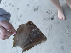 Amphibalanus venustus