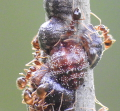 Parthenolecanium quercifex