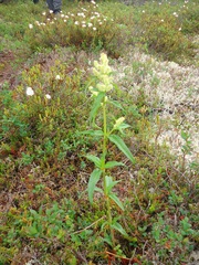 Koenigia tripterocarpa