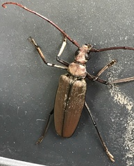 Aegolipton marginale