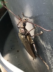 Aegolipton marginale