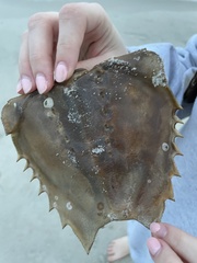 Amphibalanus venustus