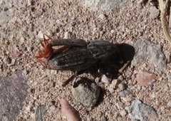Sphenophorus australis