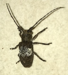 Desisa subfasciata