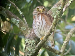 Glaucidium griseiceps