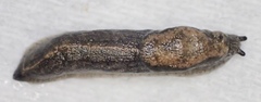 Anadenulus cockerelli