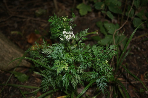 Aethusa cynapium iNat (3)