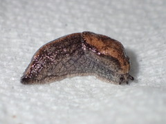 Anadenulus cockerelli