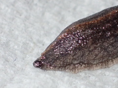 Anadenulus cockerelli