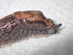 Anadenulus cockerelli