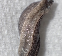 Anadenulus cockerelli
