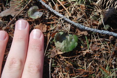 Ranunculus rhomboideus