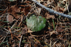 Ranunculus rhomboideus