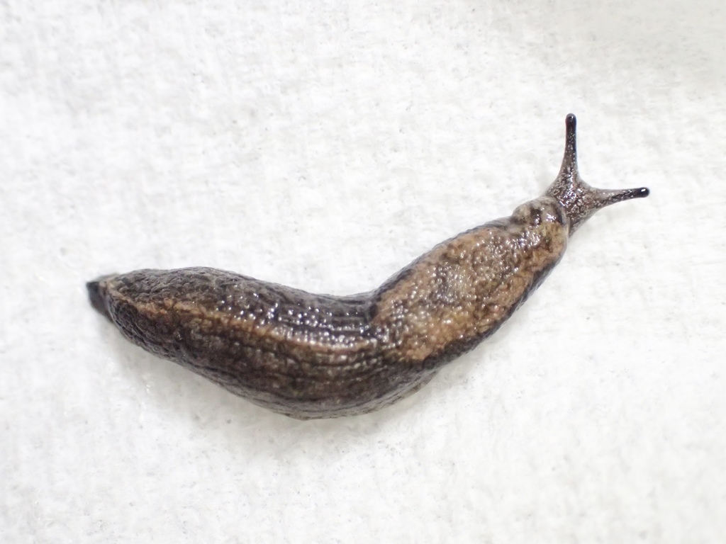 American Keeled Slug