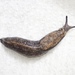 American Keeled Slug - Photo (c) Cedric Lee, some rights reserved (CC BY-NC), uploaded by Cedric Lee