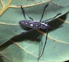 Batocera rubus