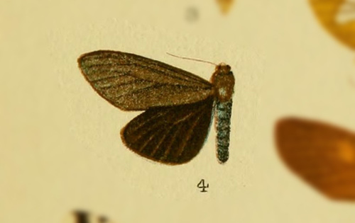 Euchaetes pannycha